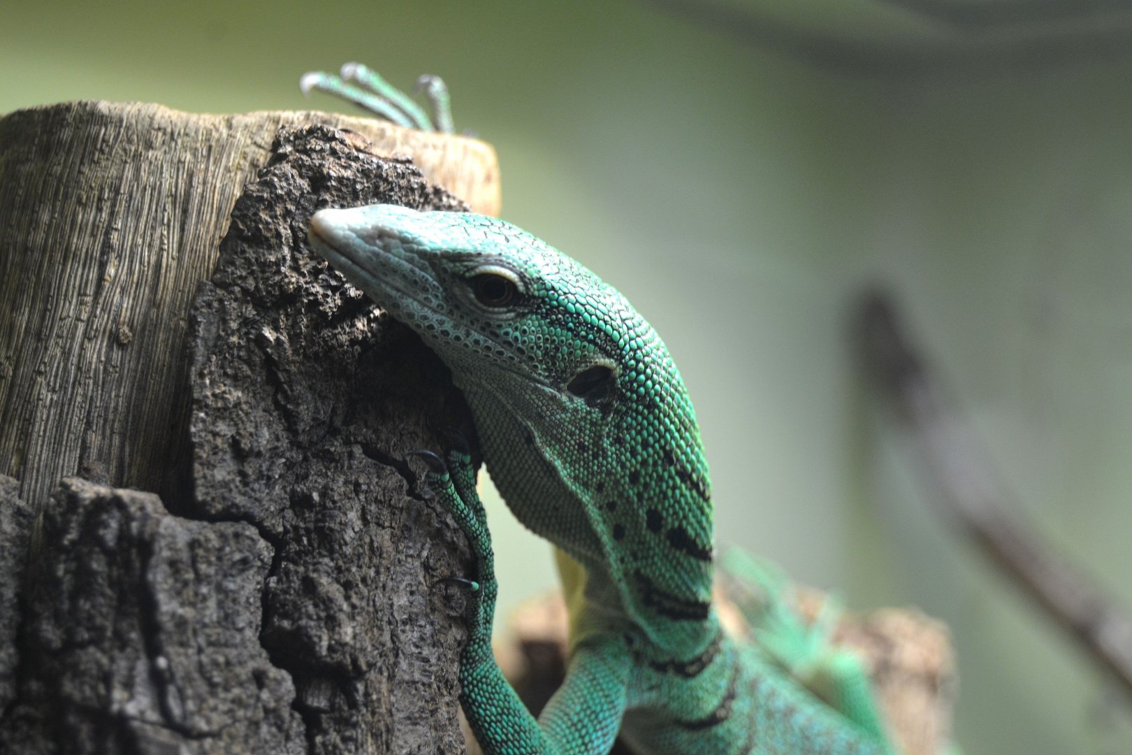 Green Tree Monitor - December 2014