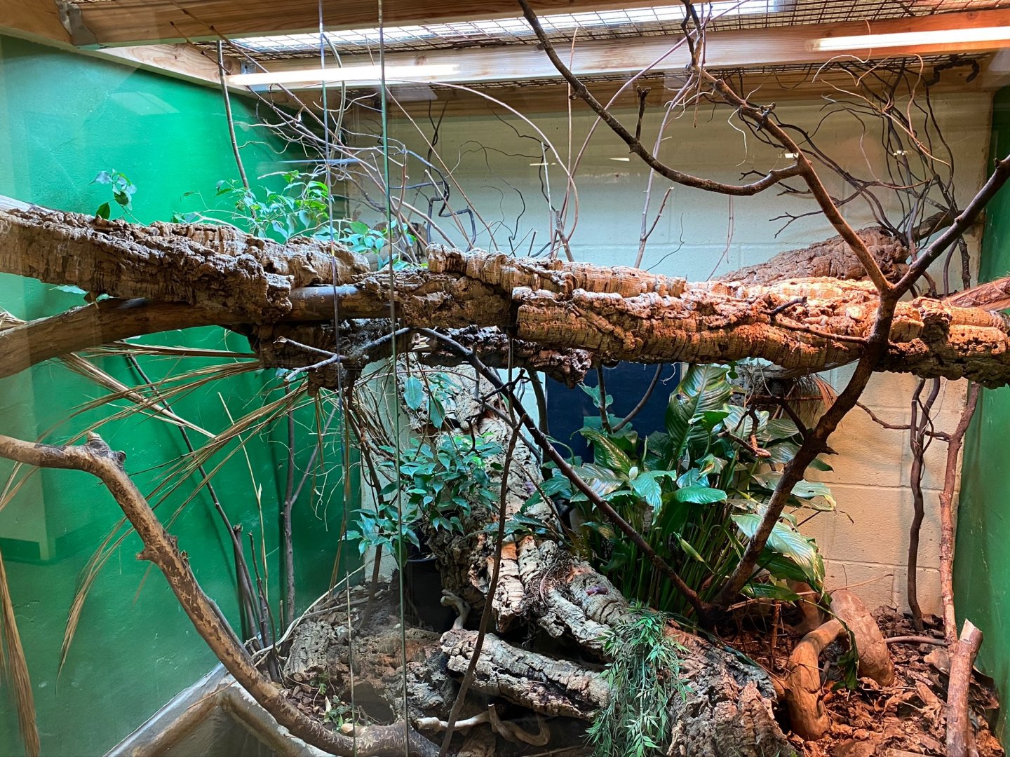 Green tree monitor exhibit 231119
