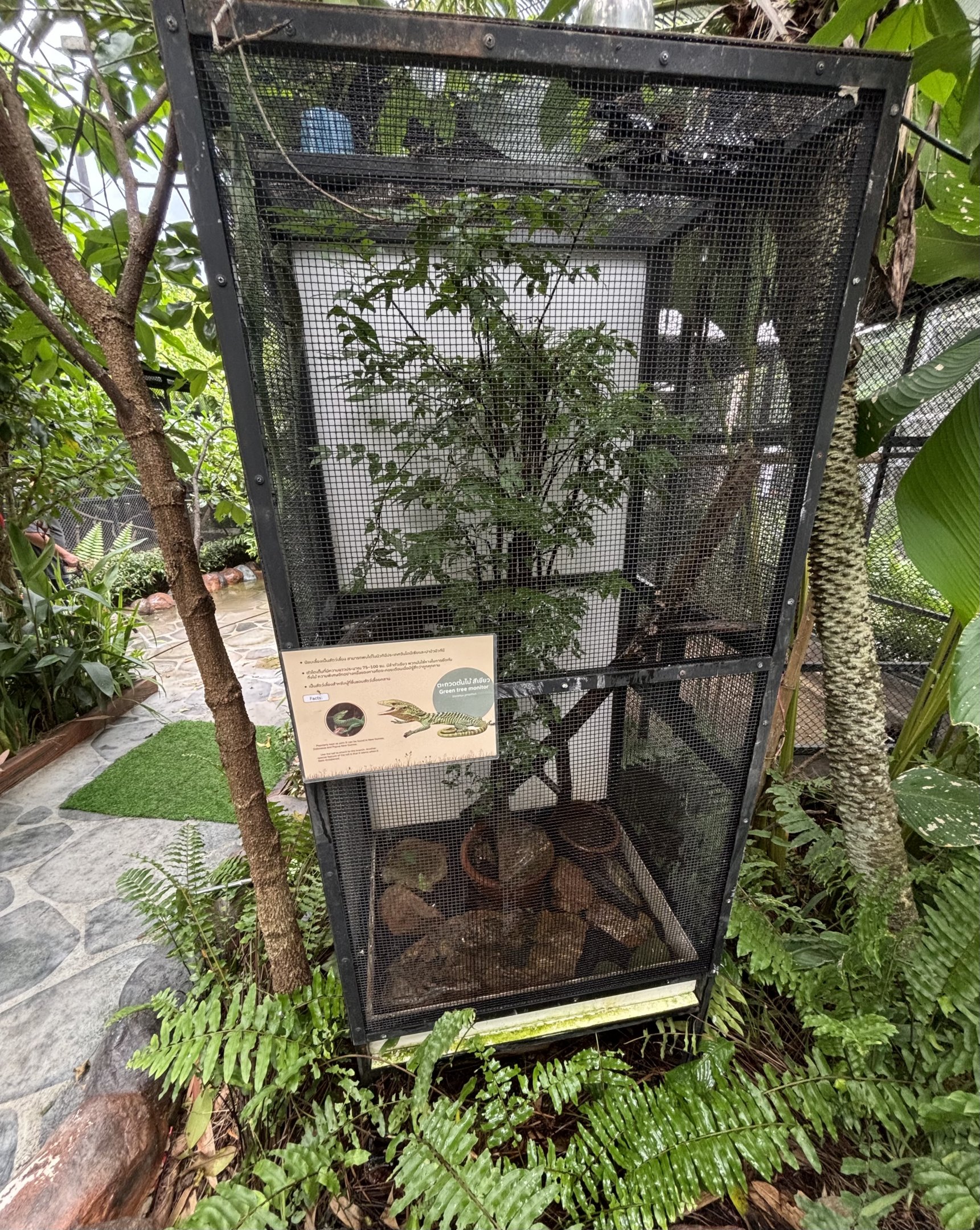 Green Tree Monitor Exhibit - Lanna Mini Zoo