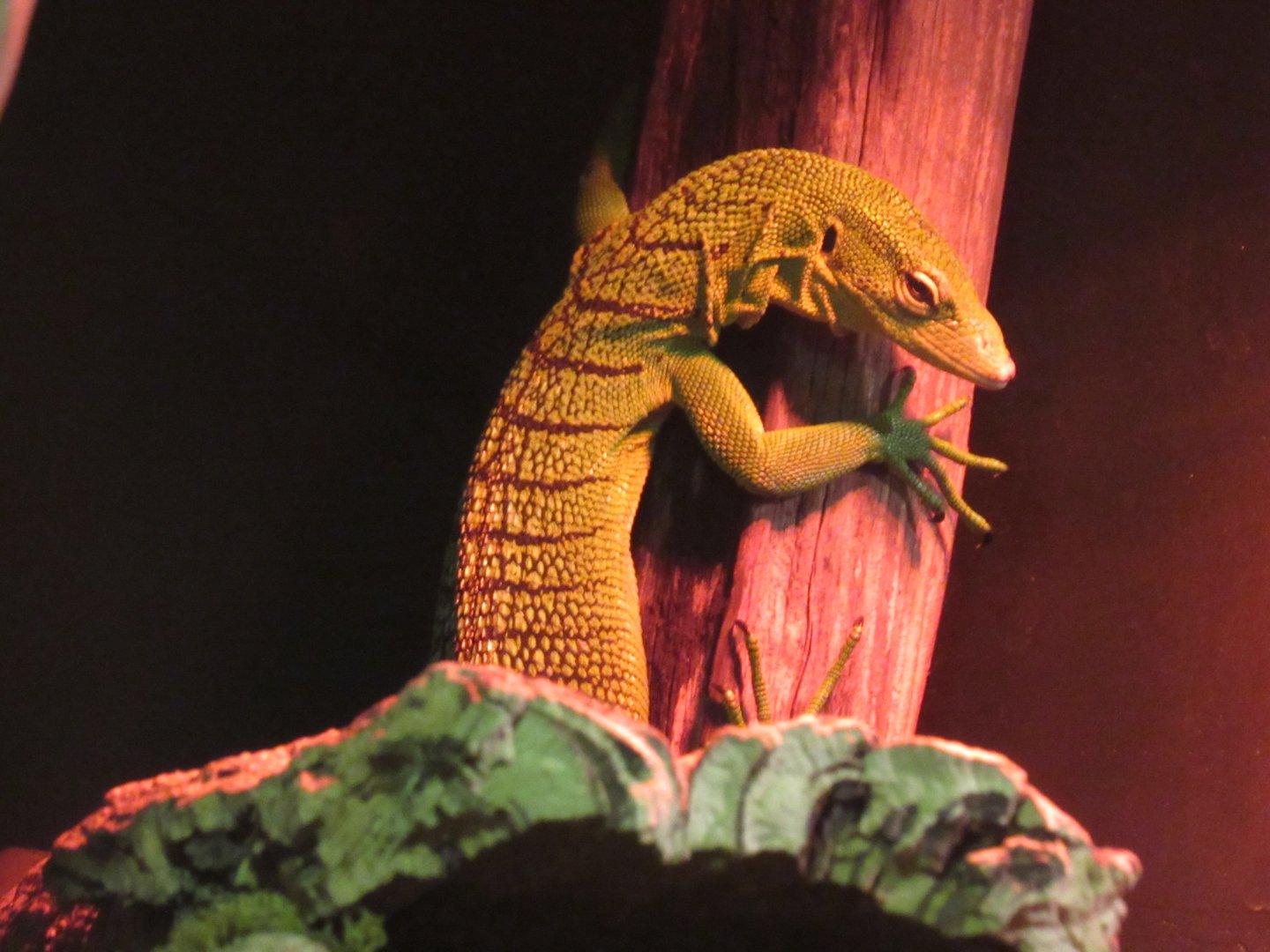 Green Tree Monitor in Curious Creatures
