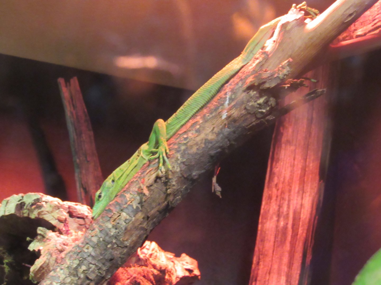 Green Tree Monitor in New Exhbit in Curious Creatures