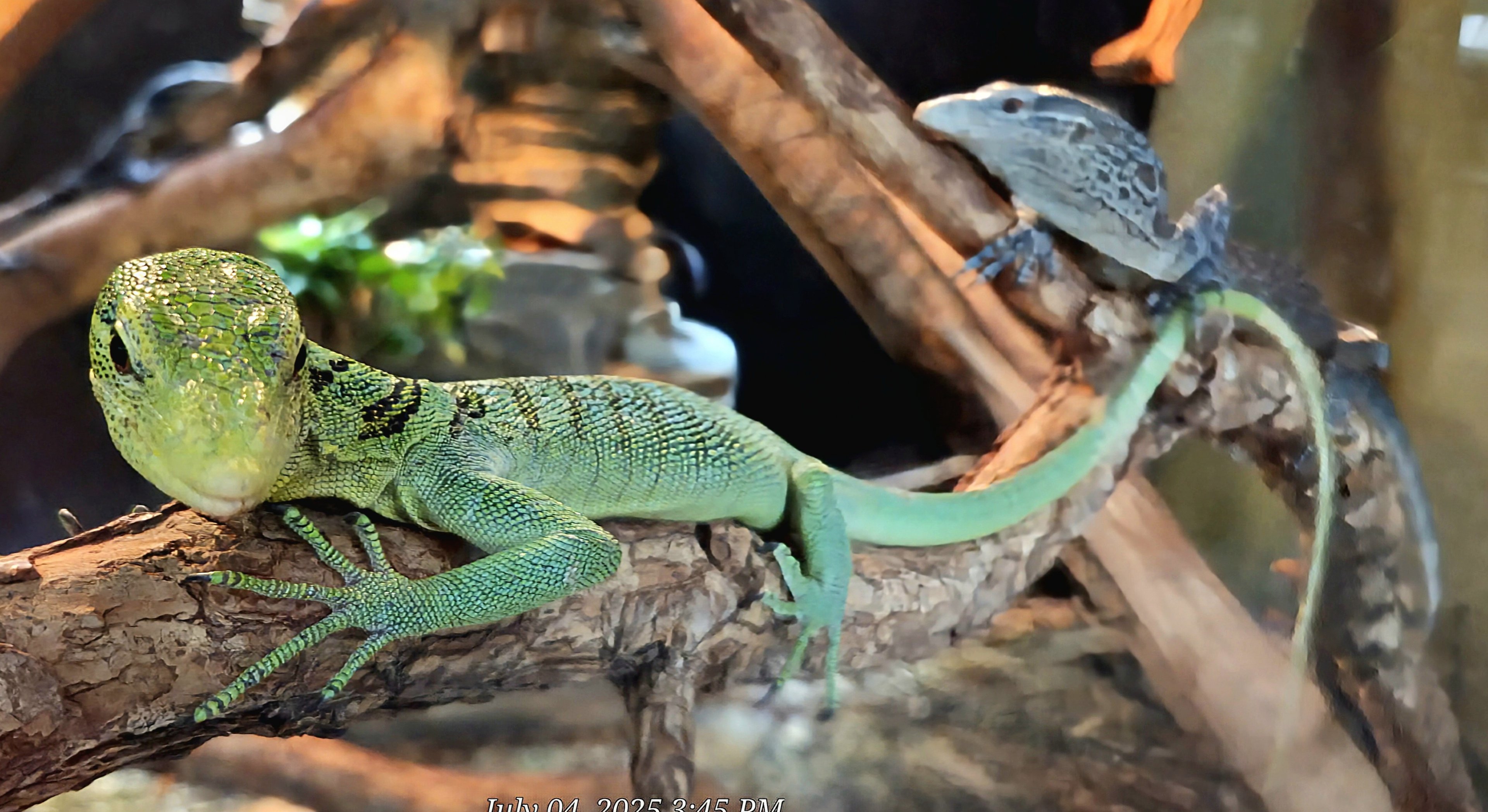 Green Tree Monitor-Reptile Gardens