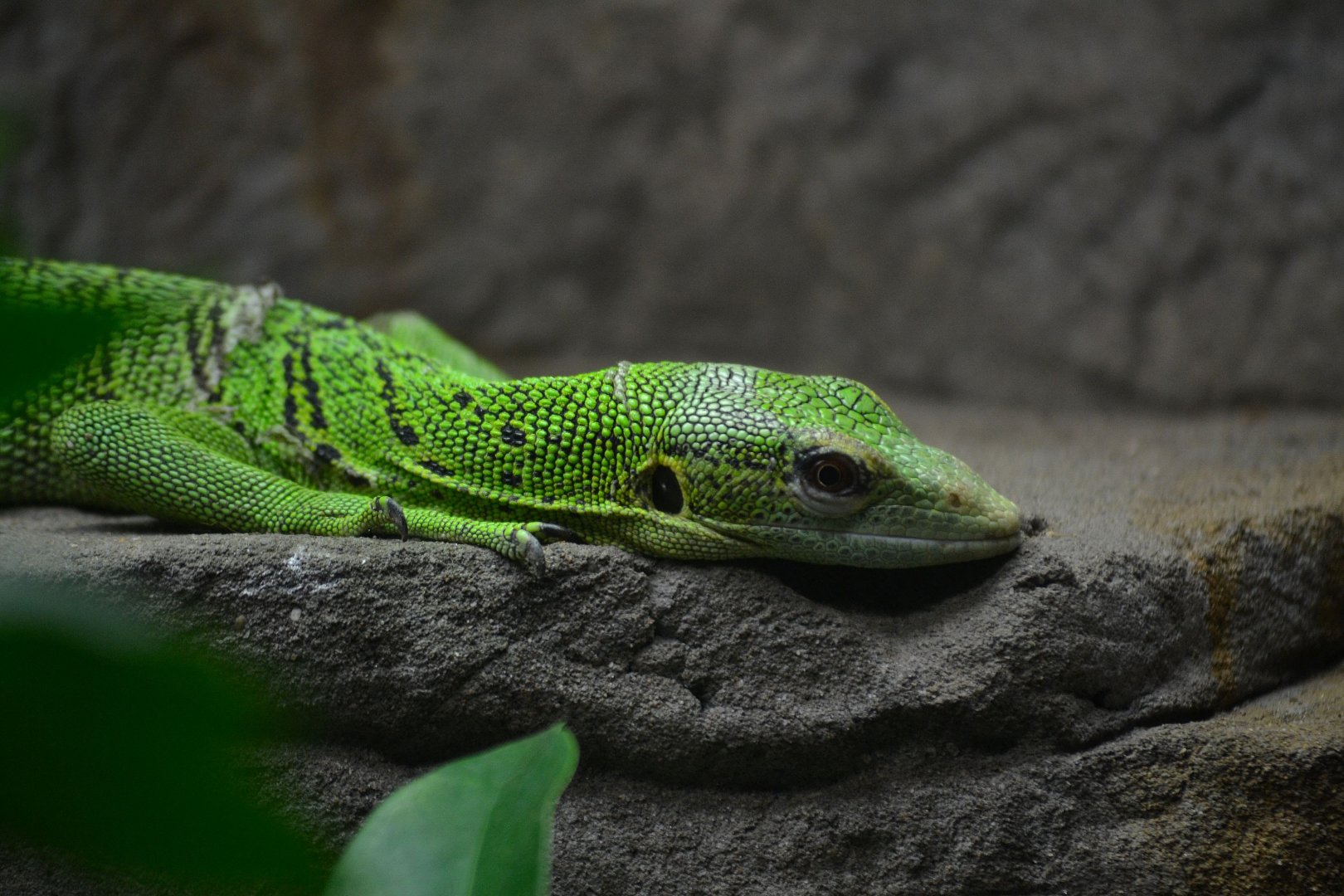 Green Tree Monitor - September 2016