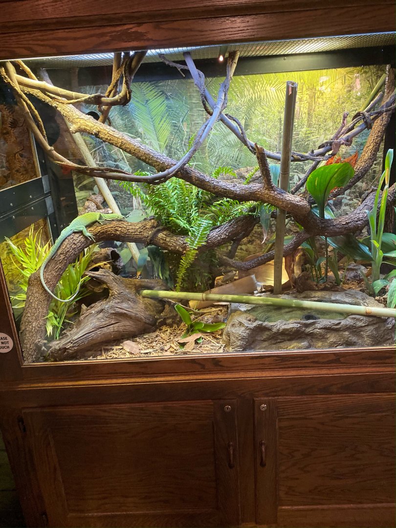 Green Tree Monitor Terrarium