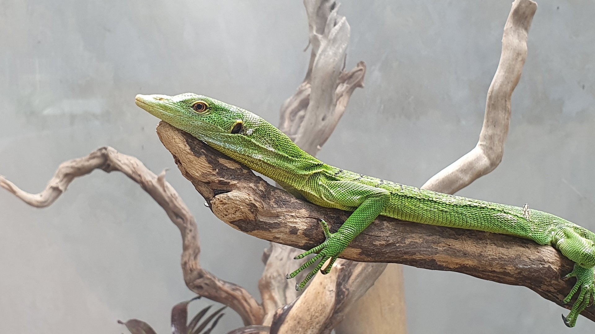 Green Tree Monitor (Varanus prasina) - Museum Komodo