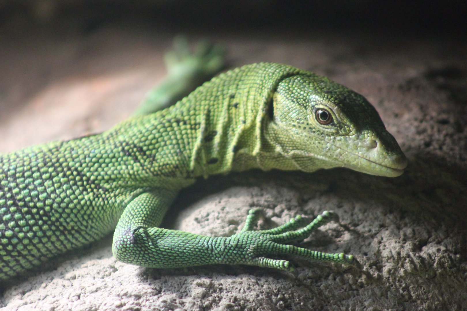 Green tree monitor (Varanus prasinus)