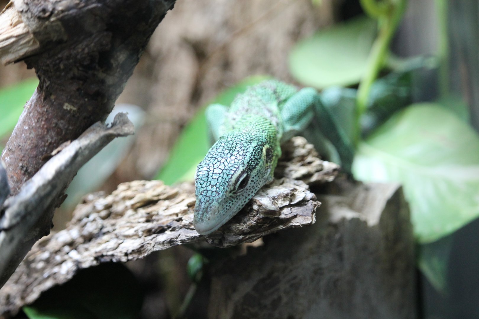 Green tree monitor (Varanus prasinus)