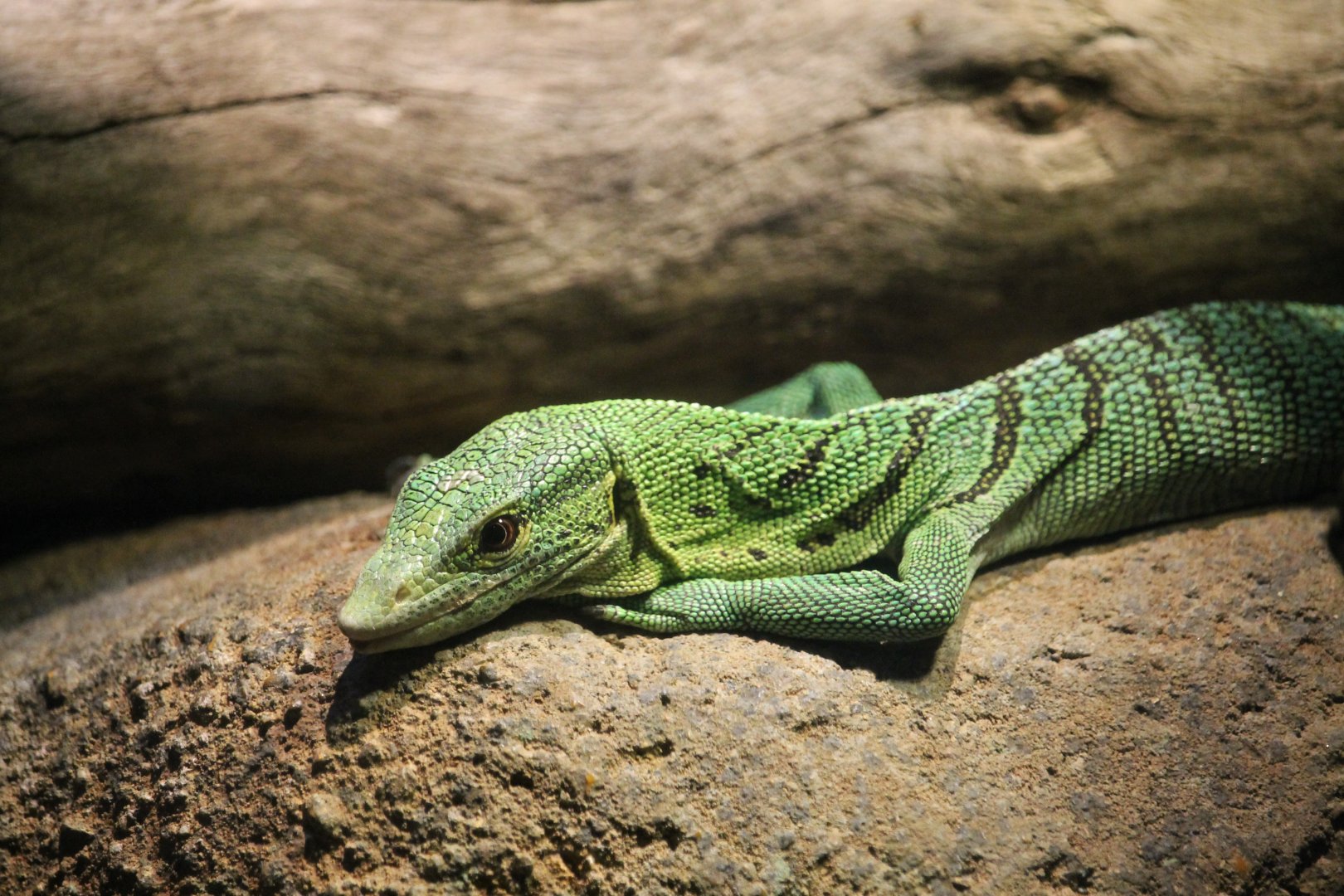 Green tree monitor (Varanus prasinus)