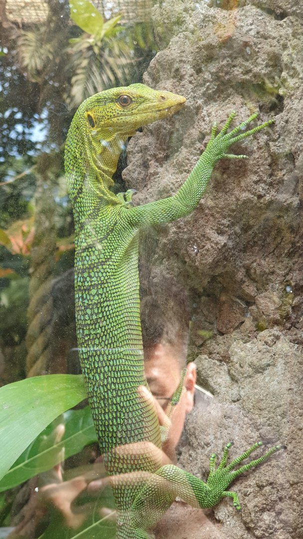 Green Tree Monitor (Varanus prasinus)