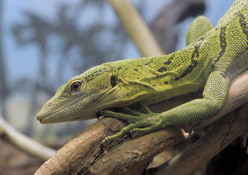 Green tree monitor