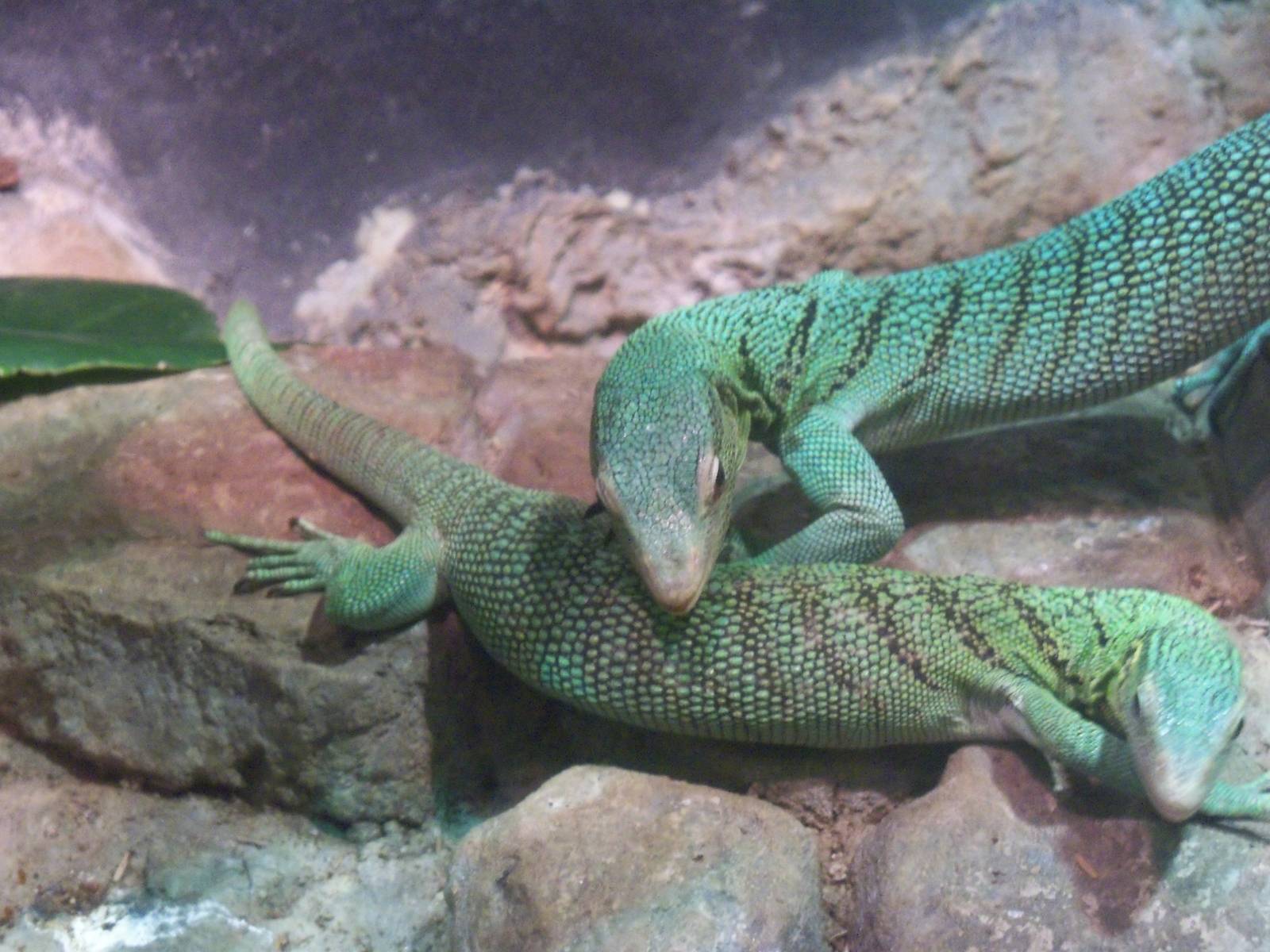 Green Tree Monitor