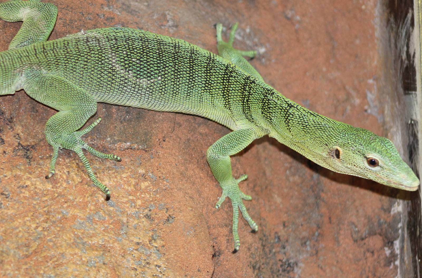 Green tree monitor