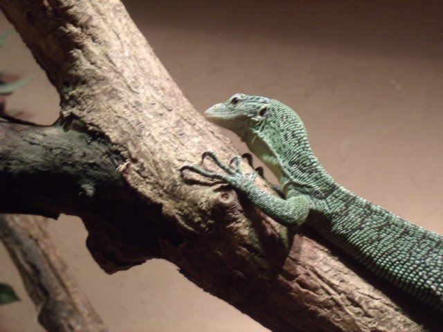 Green Tree Monitor