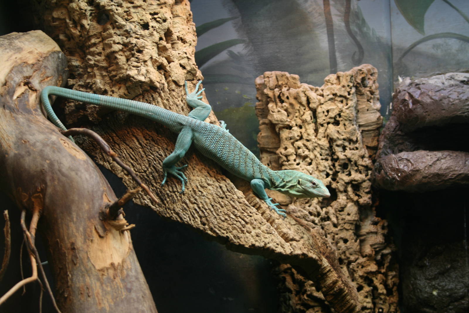 Green Tree Monitor