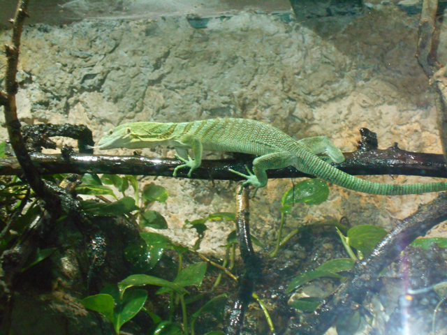 Green tree monitor