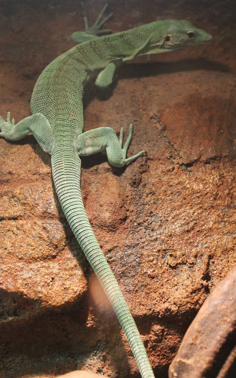 Green tree monitor