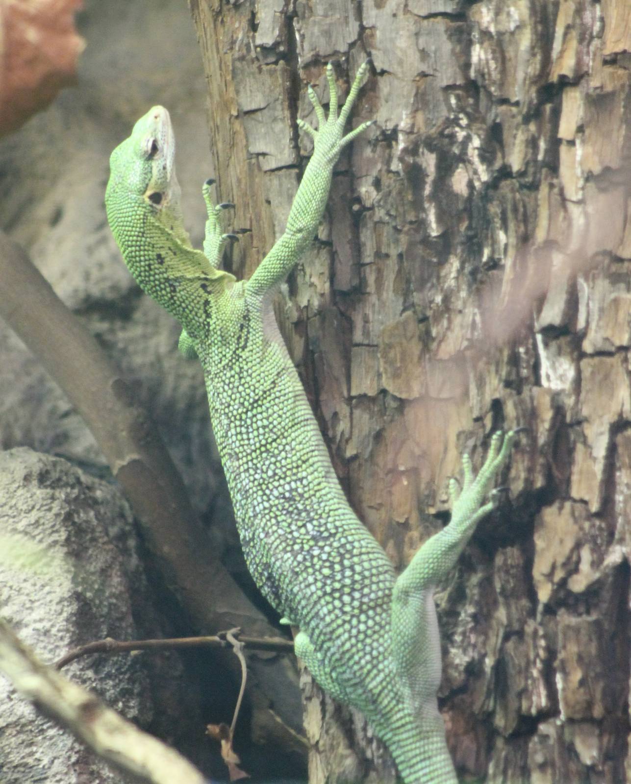 Green tree monitor