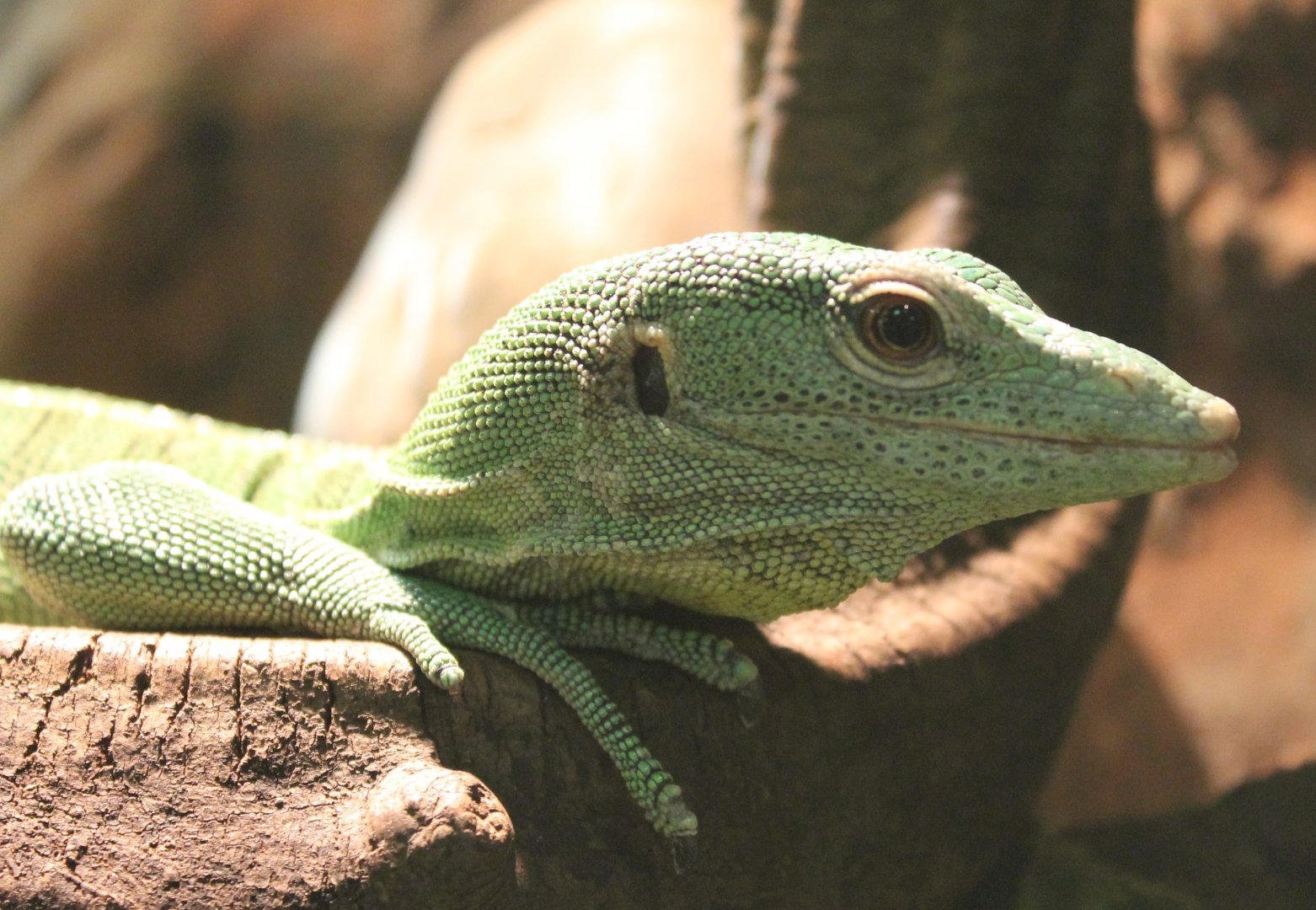 Green tree monitor