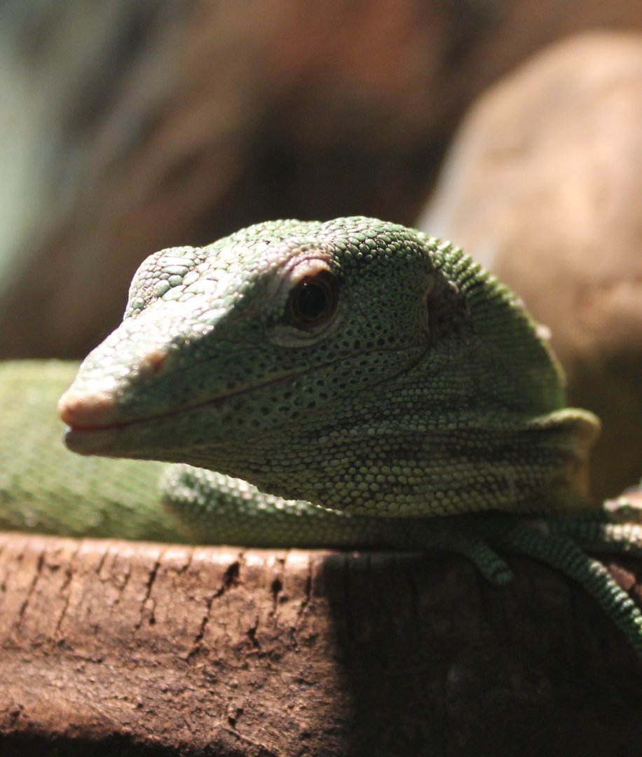 Green tree monitor