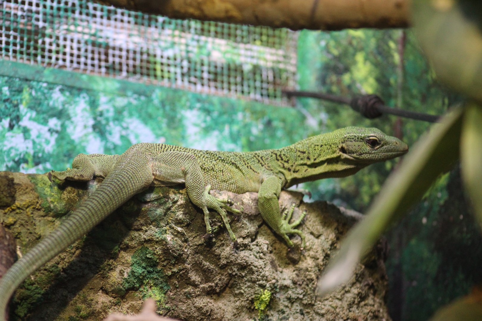 Green Tree Monitor