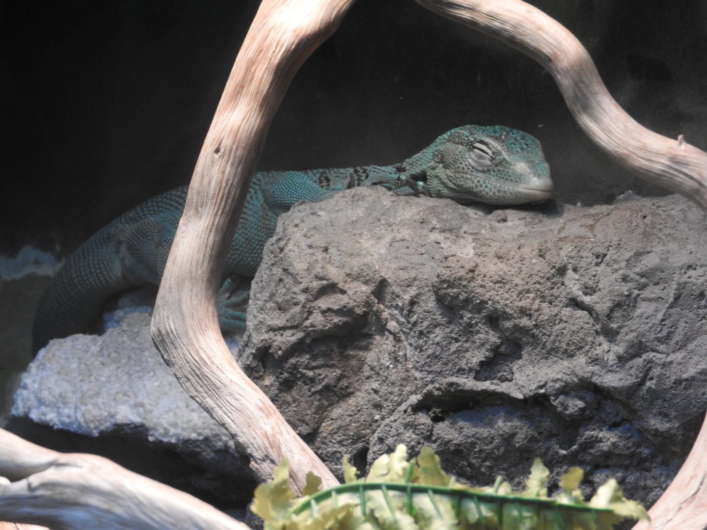 Green Tree Monitor
