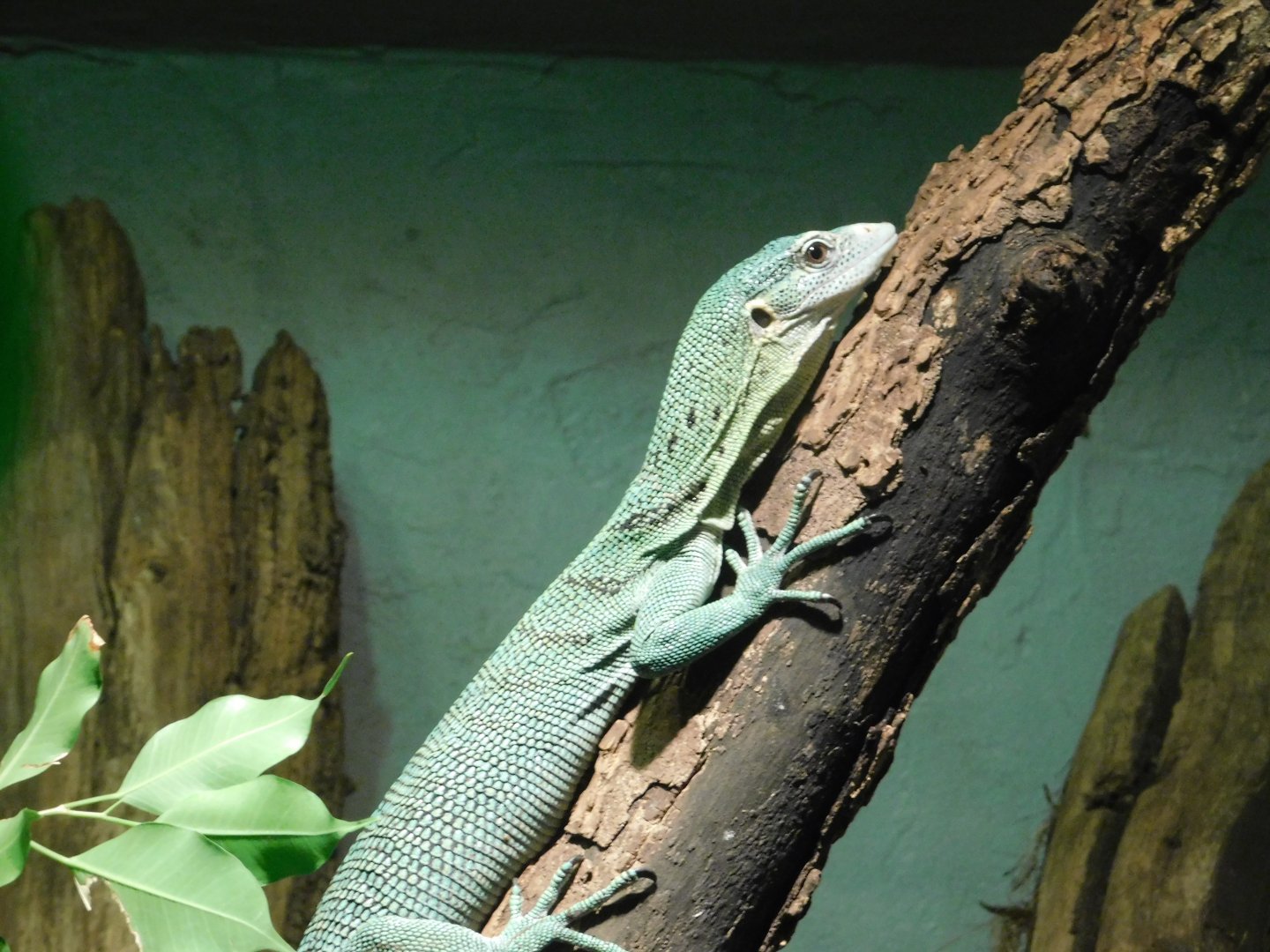 Green Tree Monitor