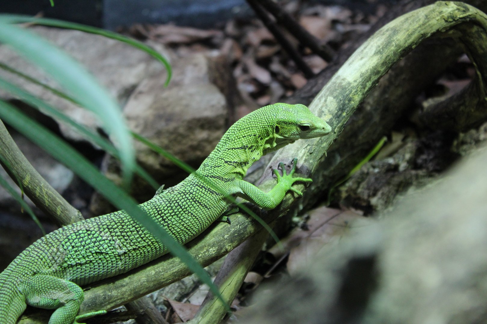 Green Tree Monitor