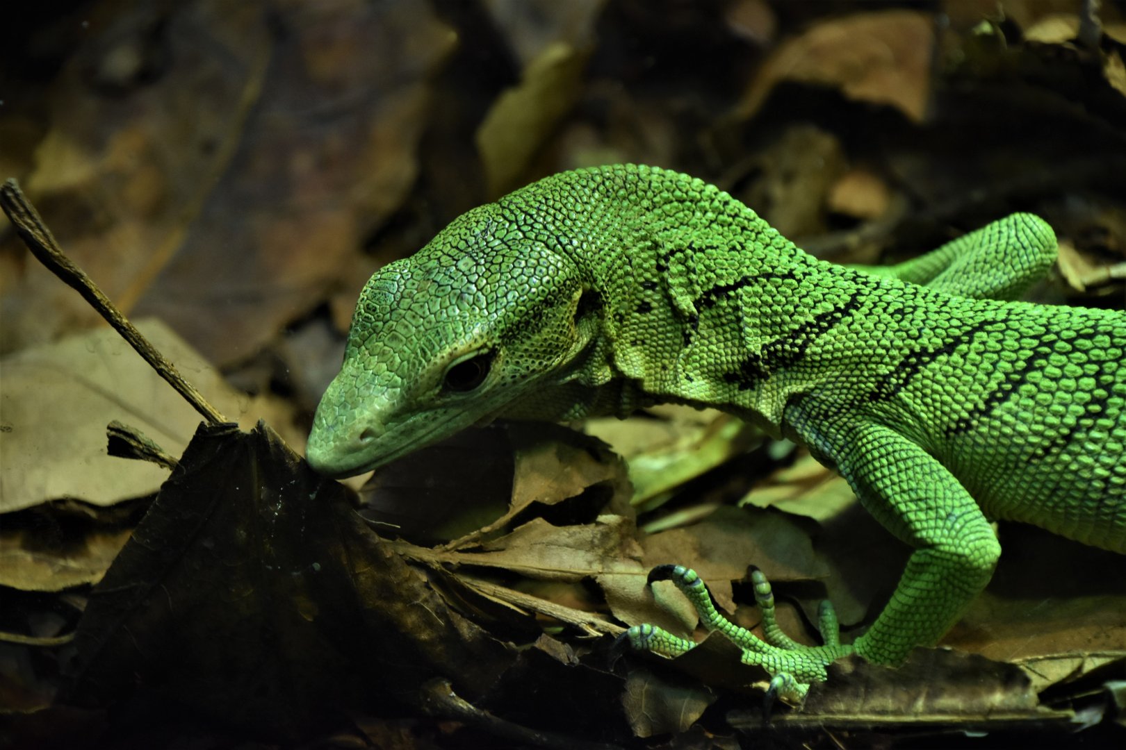 Green tree monitor