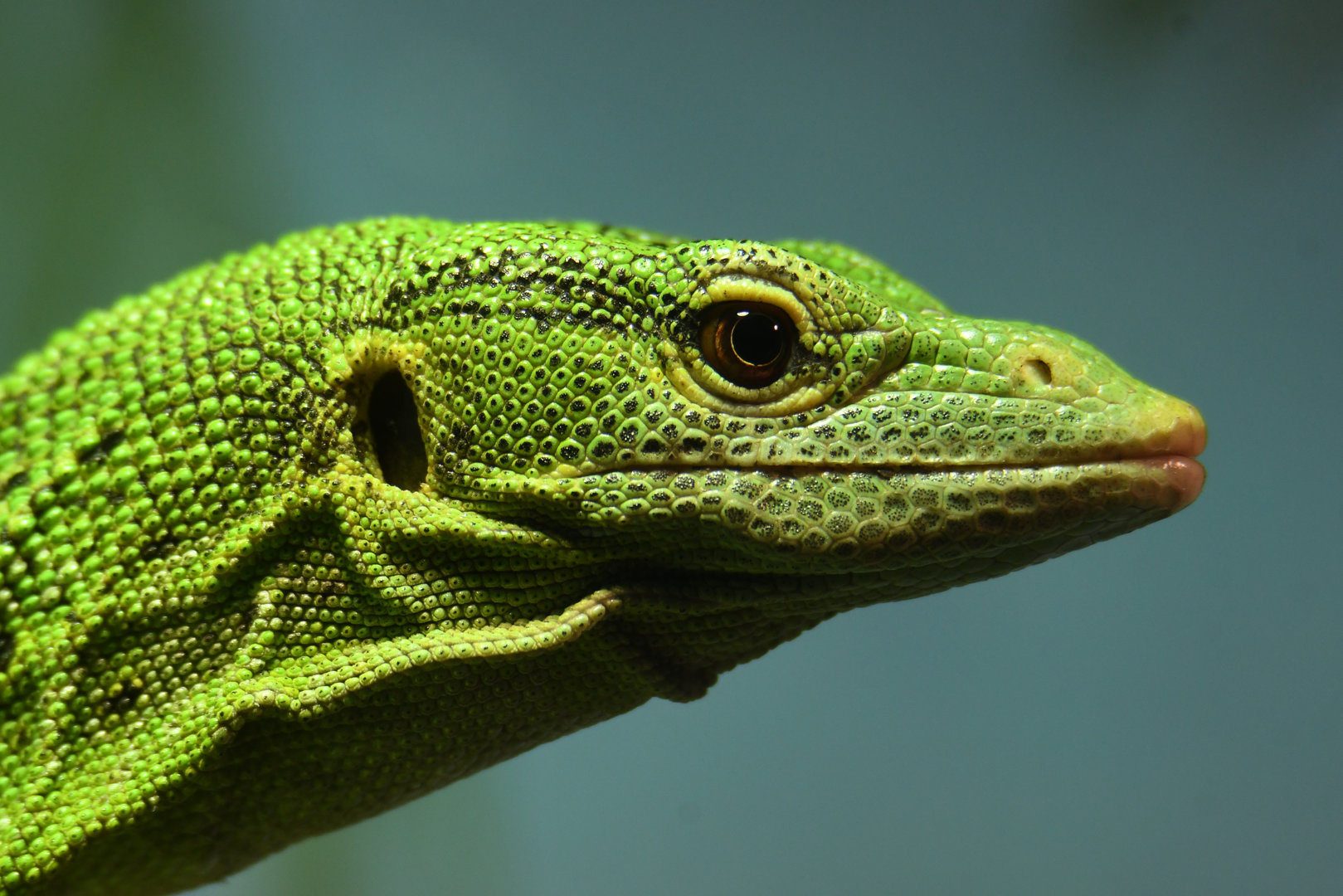 Green Tree Monitor