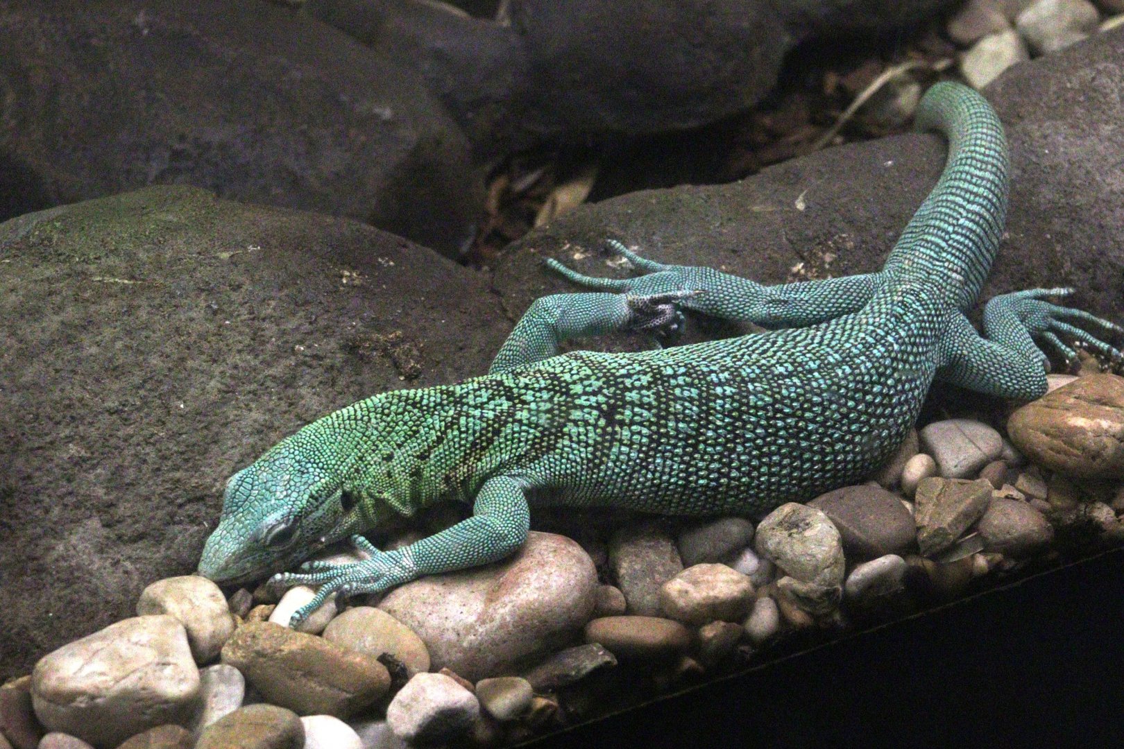 Green Tree Monitor