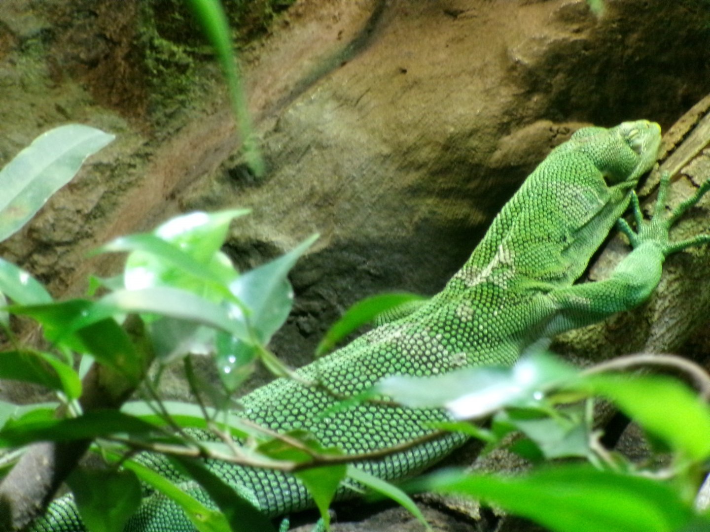 Green tree monitor