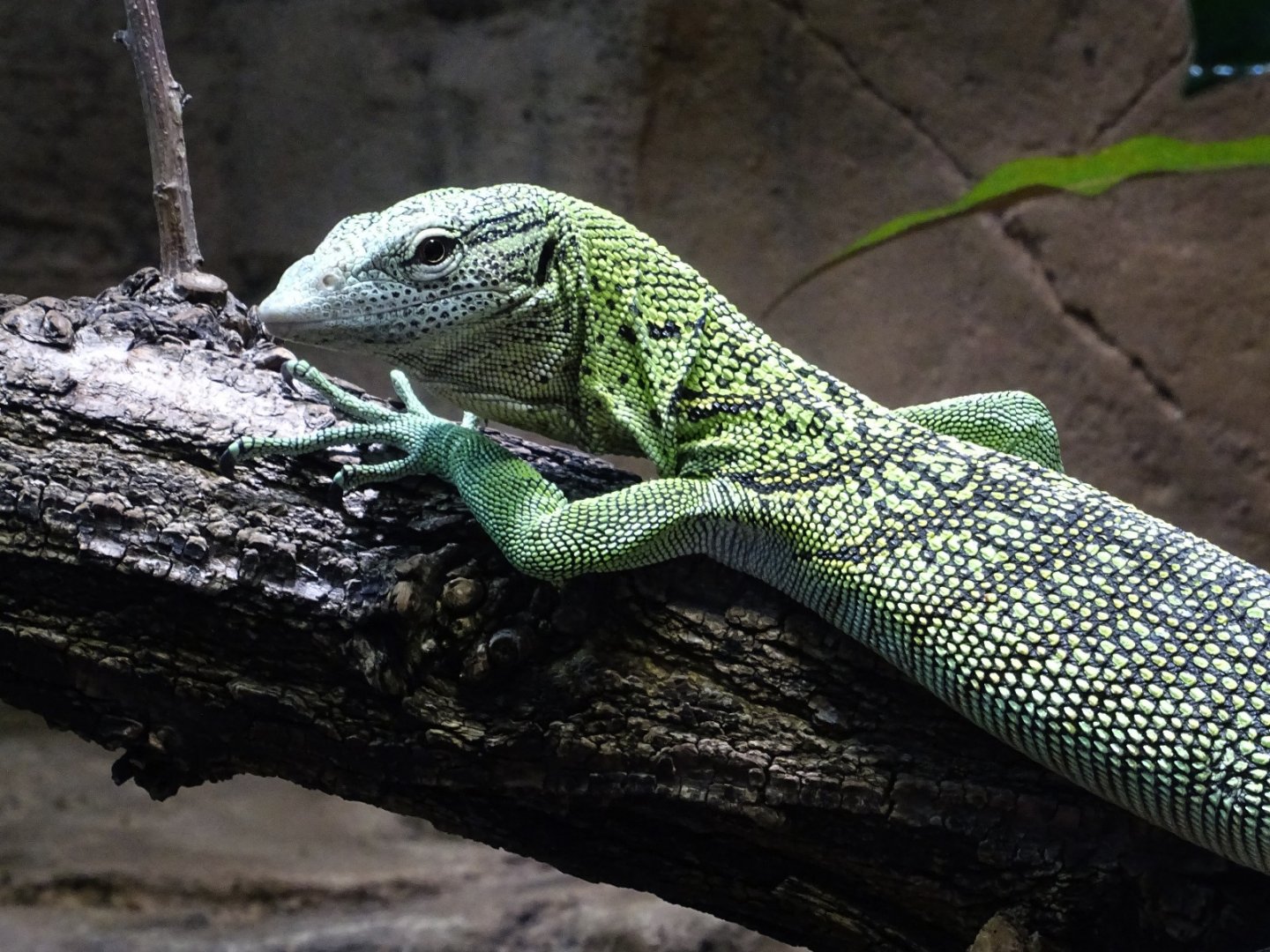 Green Tree Monitor