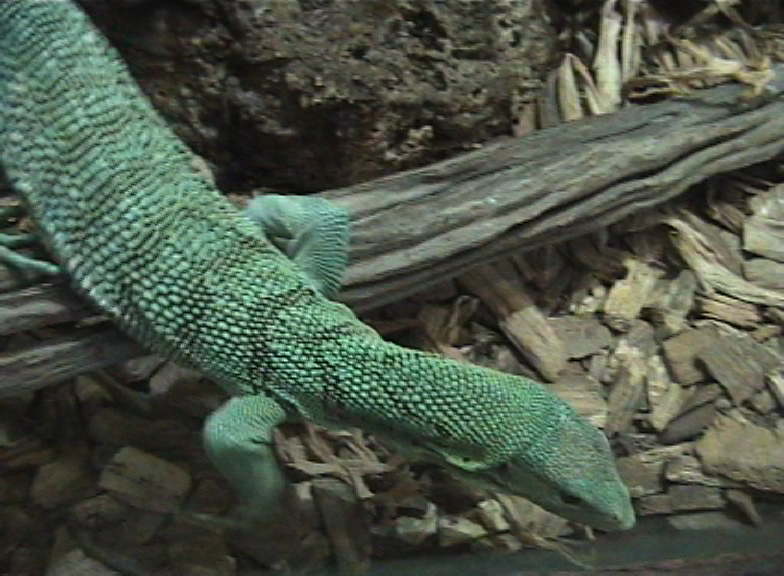 Green tree monitor