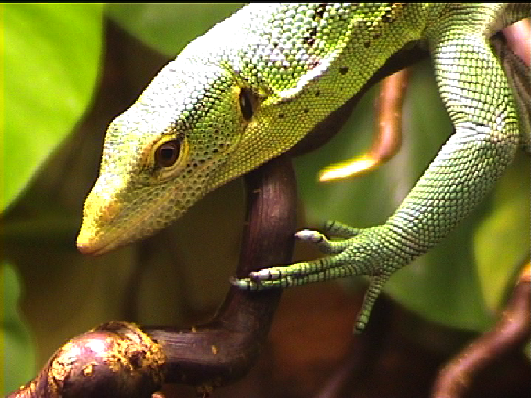 Green tree monitor