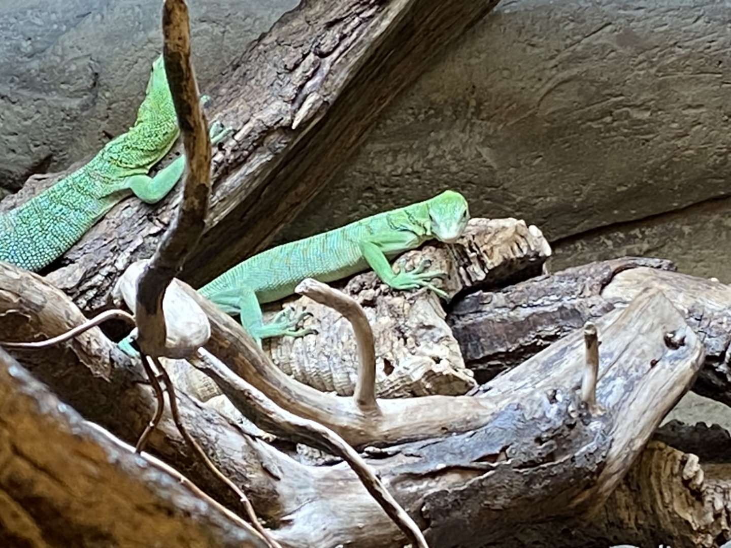 Green tree monitors 040124