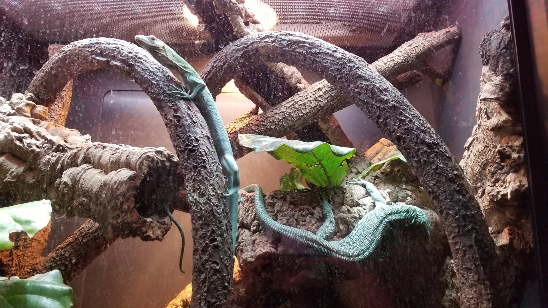 Green Tree Monitors