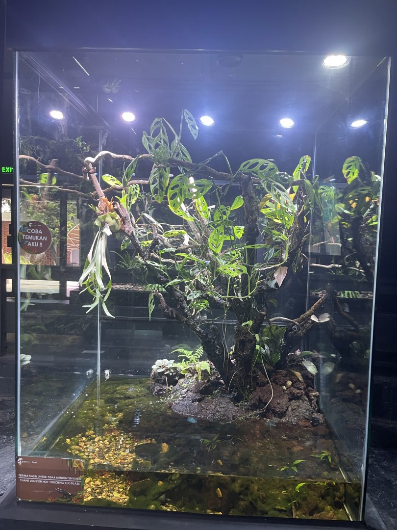 green tree phyton exhibit - museum komodo