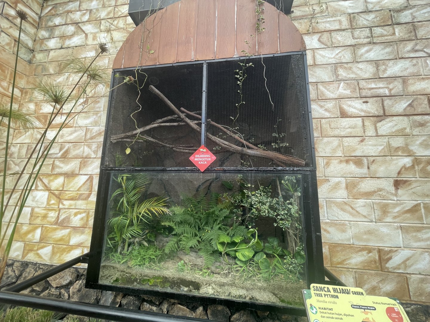 green tree phyton exhibit