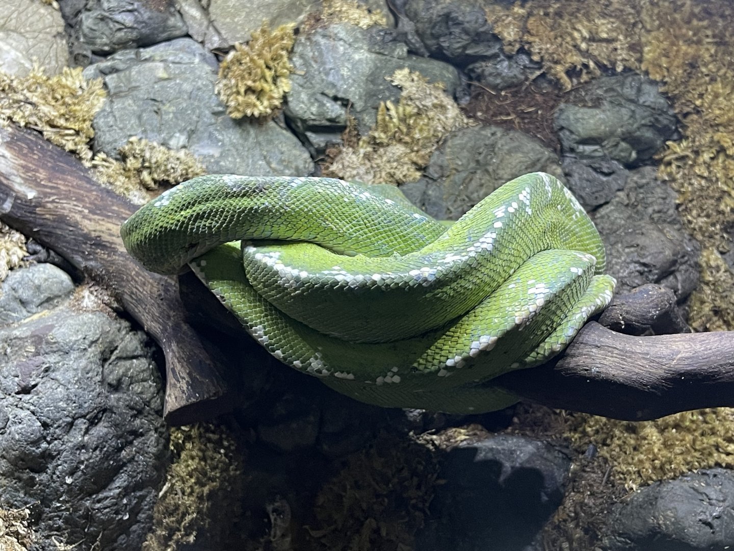 green tree phyton (morelia viridis) - BX Sea