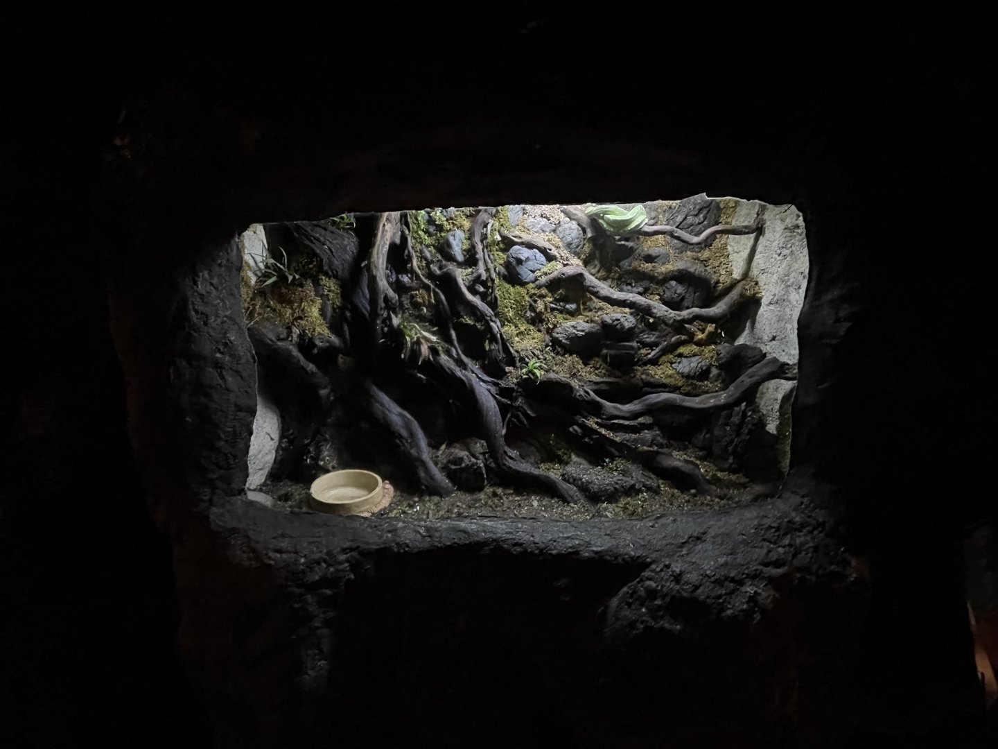 green tree phyton (morelia viridis) exhibit - BX Sea