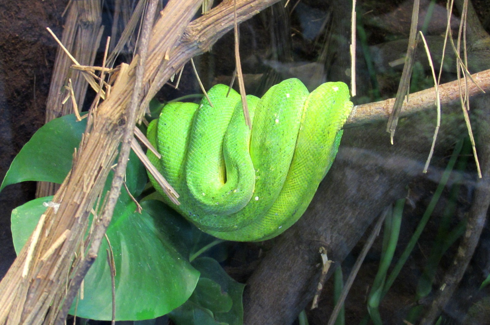 Green Tree Python - 05/2015