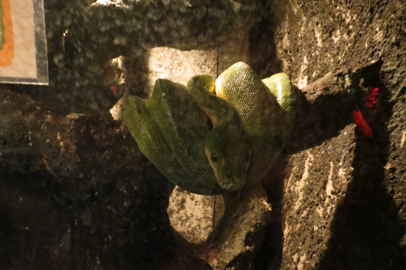 green tree python 120813