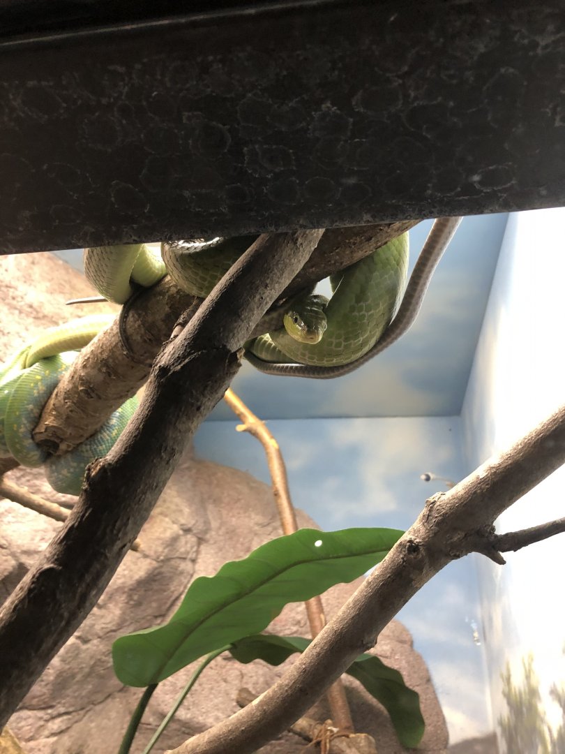 Green Tree Python and Green Ratsnake