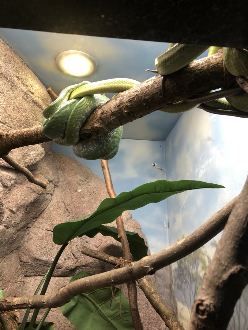 Green Tree Python and Green Ratsnake