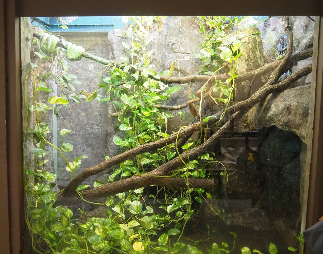 Green tree python and White-lipped tree frog terrarium, 2023-10-07