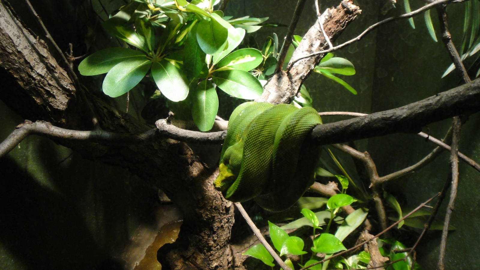 Green tree python at Bronx zoo 2014-12-29