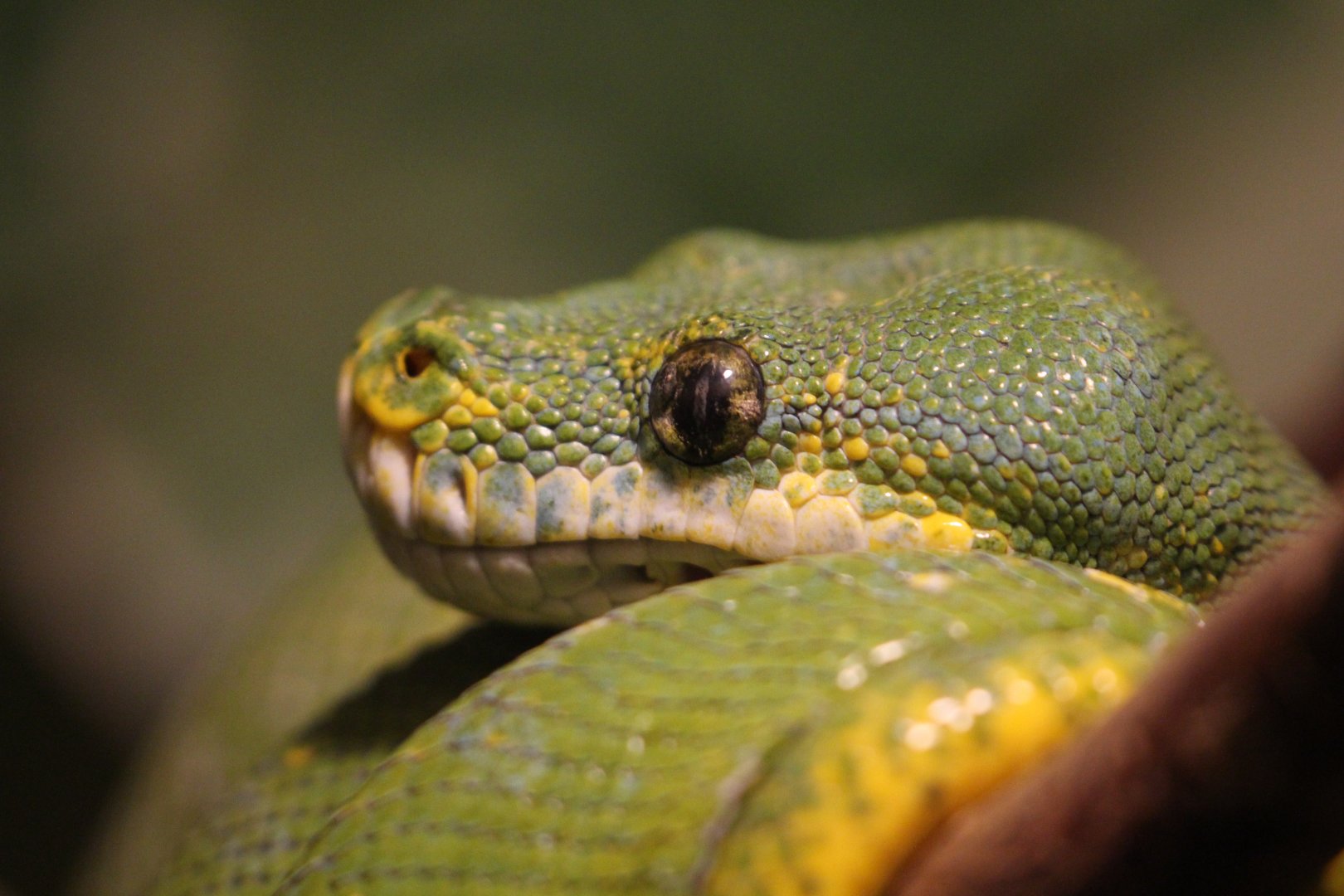 Green Tree Python, August 2020