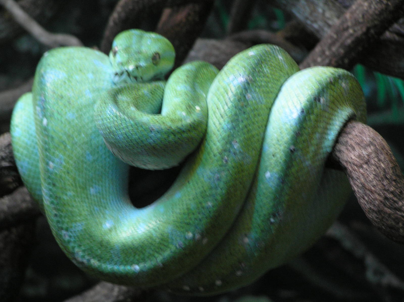 Green tree python - Austrailia zoo 05
