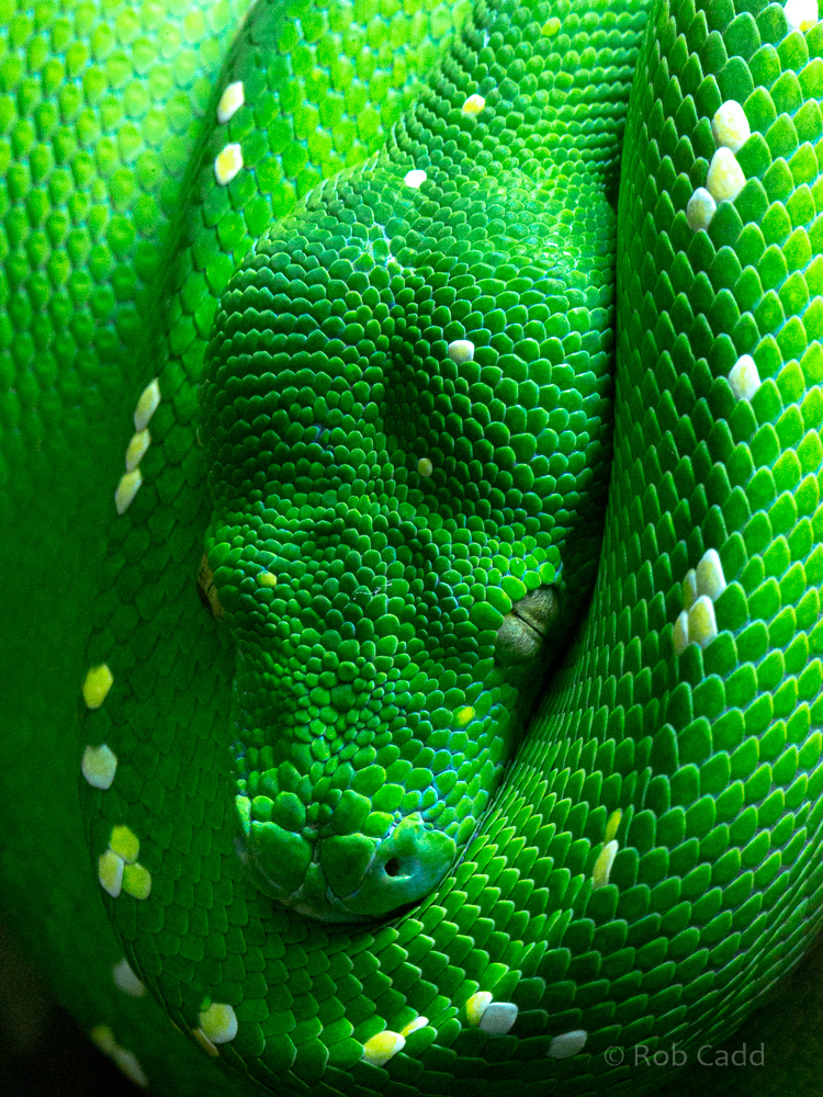 Green tree python : Cotswold WP : 14 Jun 2019
