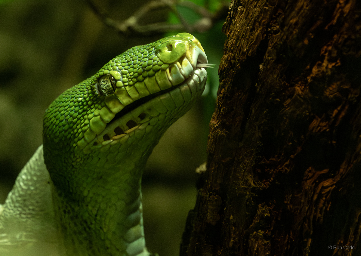 Green tree python : Cotswold WP : 28 Mar 2025